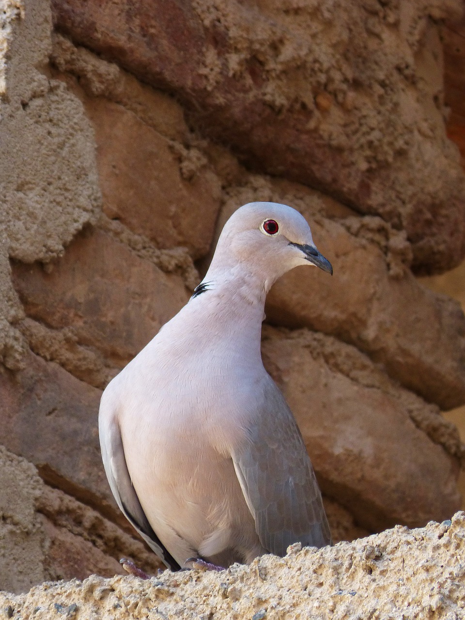 Turtledove, Paukštis, Tortola, Paukščiai, Nemokamos Nuotraukos,  Nemokama Licenzija