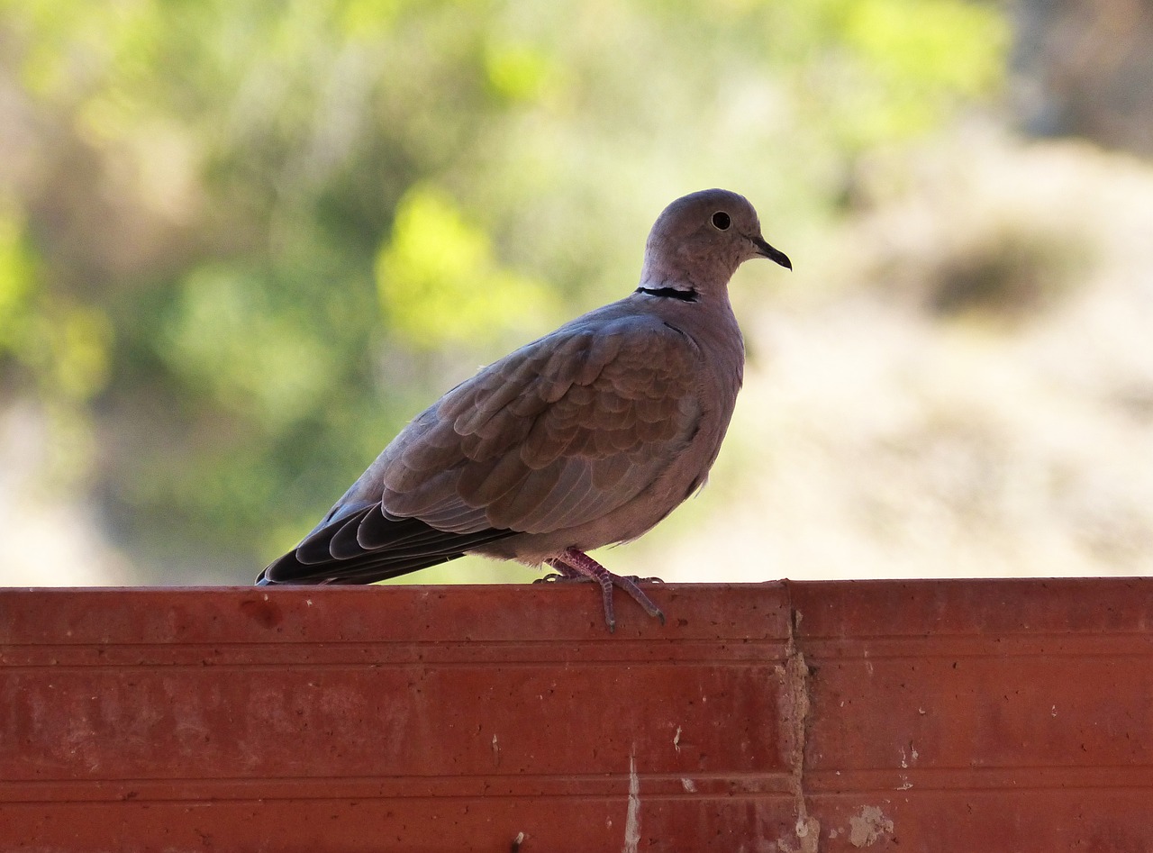 Turtledove, Ave, Paukštis, Nemokamos Nuotraukos,  Nemokama Licenzija