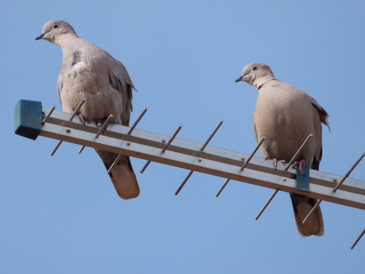 Turtledoves, Paukščiai, Antena, Kelti, Gestas, Eurazijos Raištelis, Nemokamos Nuotraukos,  Nemokama Licenzija