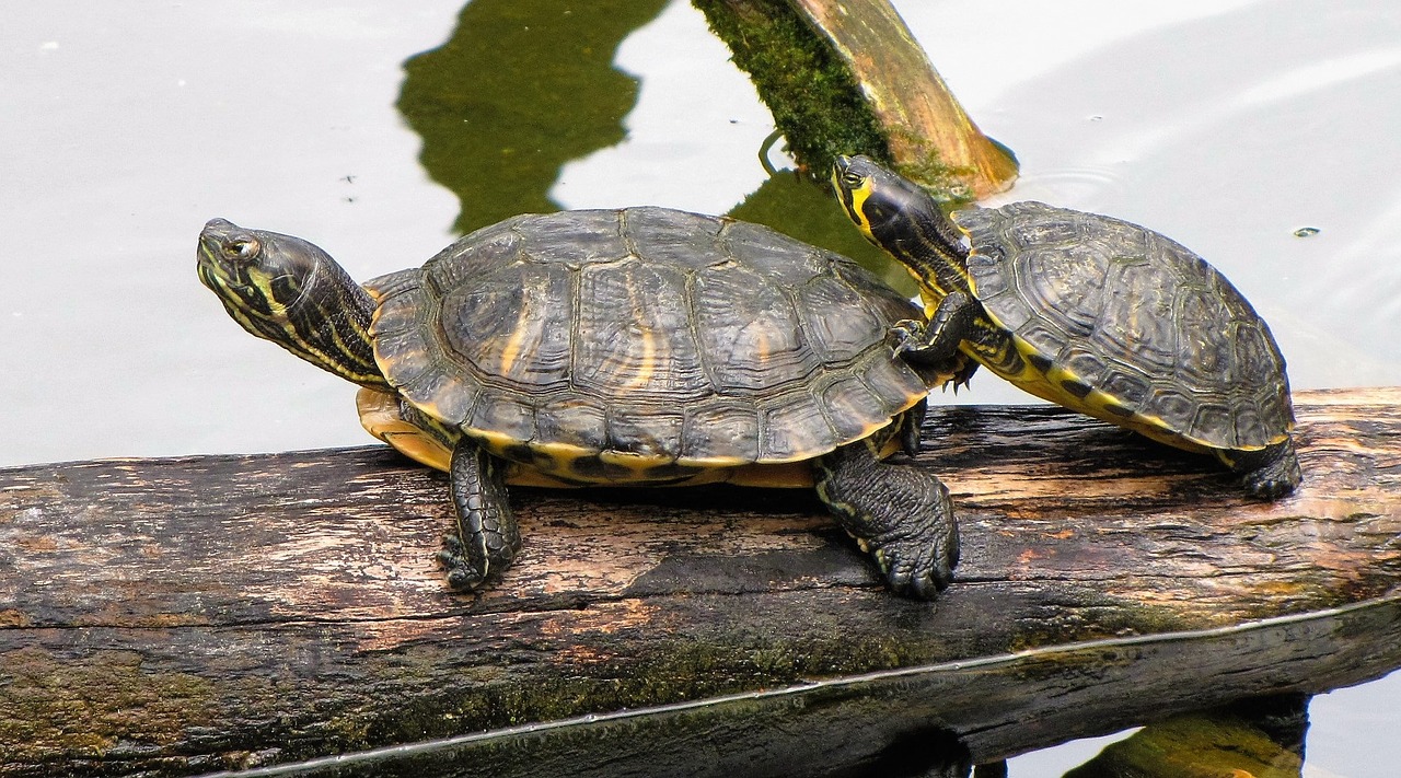 Vėžliai, Zoologijos Sodas, Gamta, Šarvai, Lukštas, Gyvūnas, Ropliai, Vanduo, Nemokamos Nuotraukos,  Nemokama Licenzija