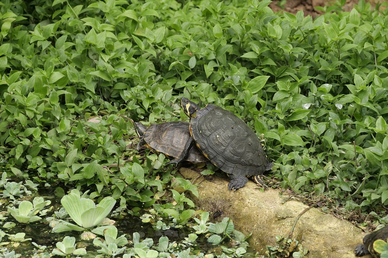 Vėžlius,  Roplys,  Pobūdį,  Tropical,  Vandens,  Gyvūnas,  Vandens Vėžlys,  Vėžliai,  Poravimas, Nemokamos Nuotraukos