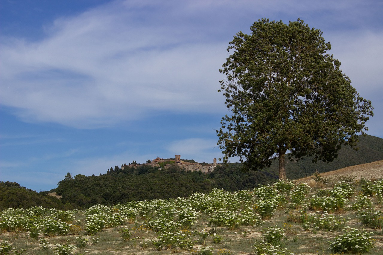 Toskana, Kraštovaizdis, Platus, Castello Di Ginori Querceto, Italy, Dangus, Žemdirbystė, Nemokamos Nuotraukos,  Nemokama Licenzija