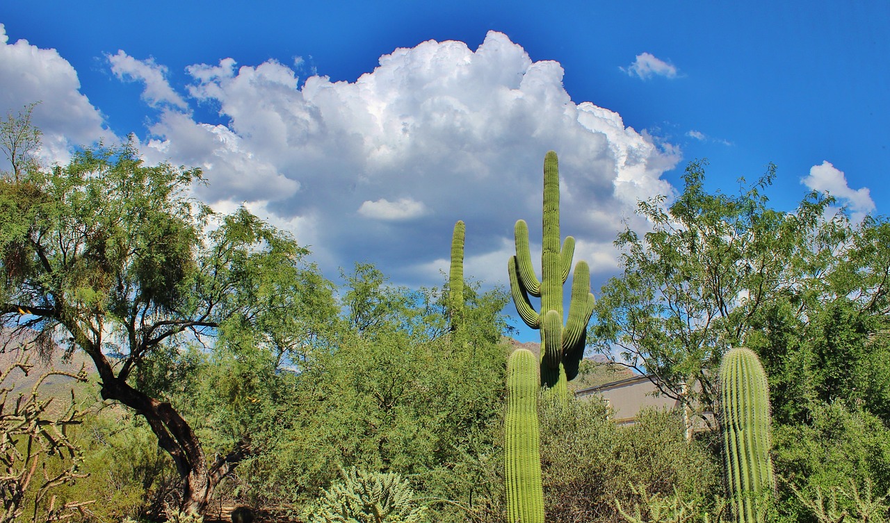 Tucson, Arizona, Dykuma, Gražus, Peizažas, Kaktusas, Gamta, Kraštovaizdis, Lauke, Karštas