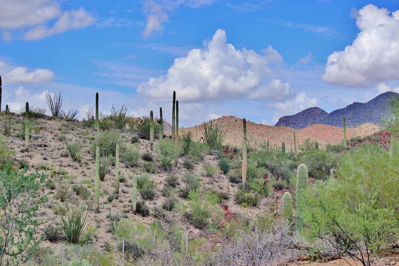 Tucson, Arizona, Dykuma, Gražus, Peizažas, Kaktusas, Gamta, Kraštovaizdis, Lauke, Karštas