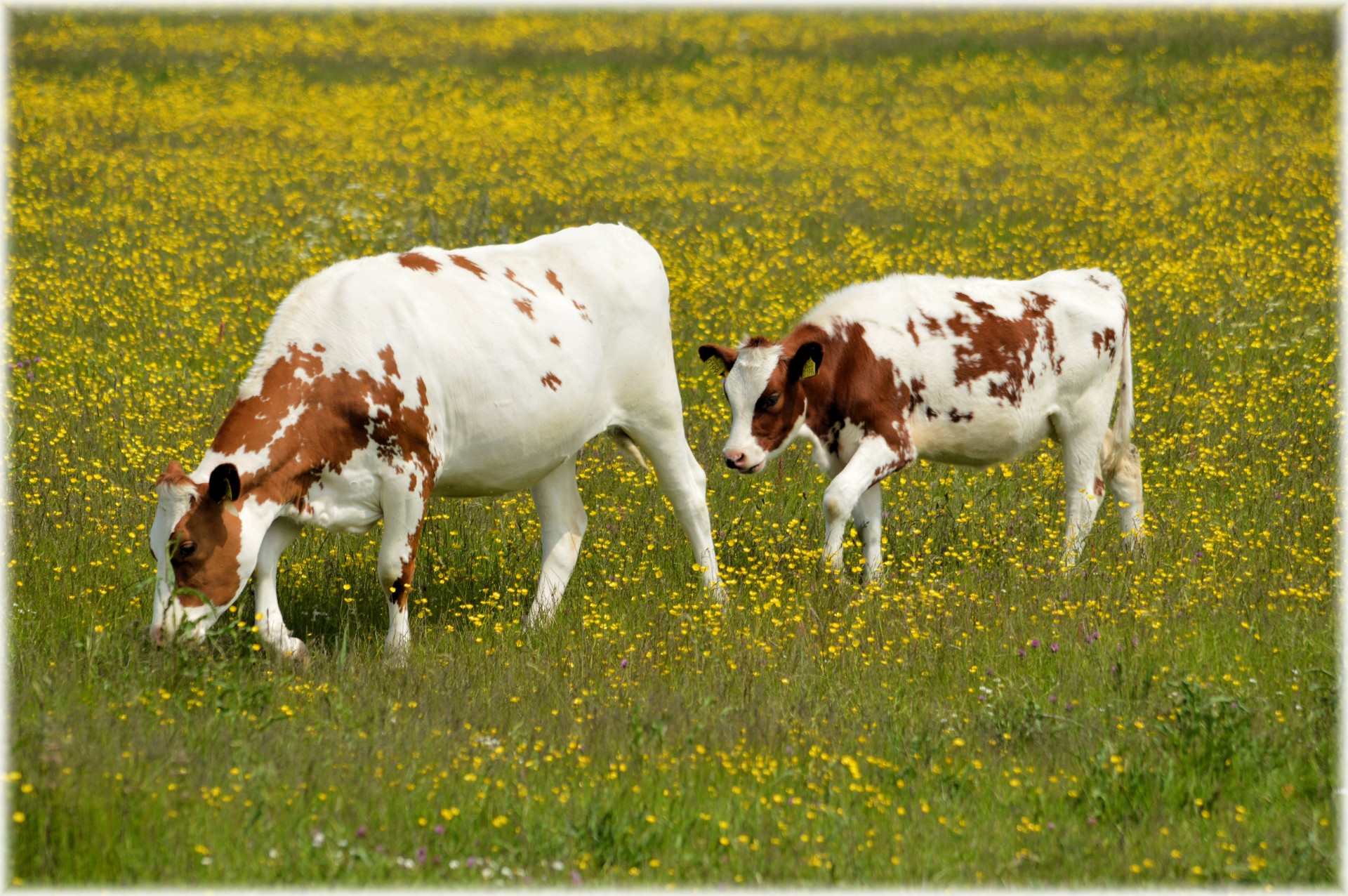 Коров луг сколько. Пегая корова. Коровы на лугу. Коровки на лугу. Корова с теленком на лугу.