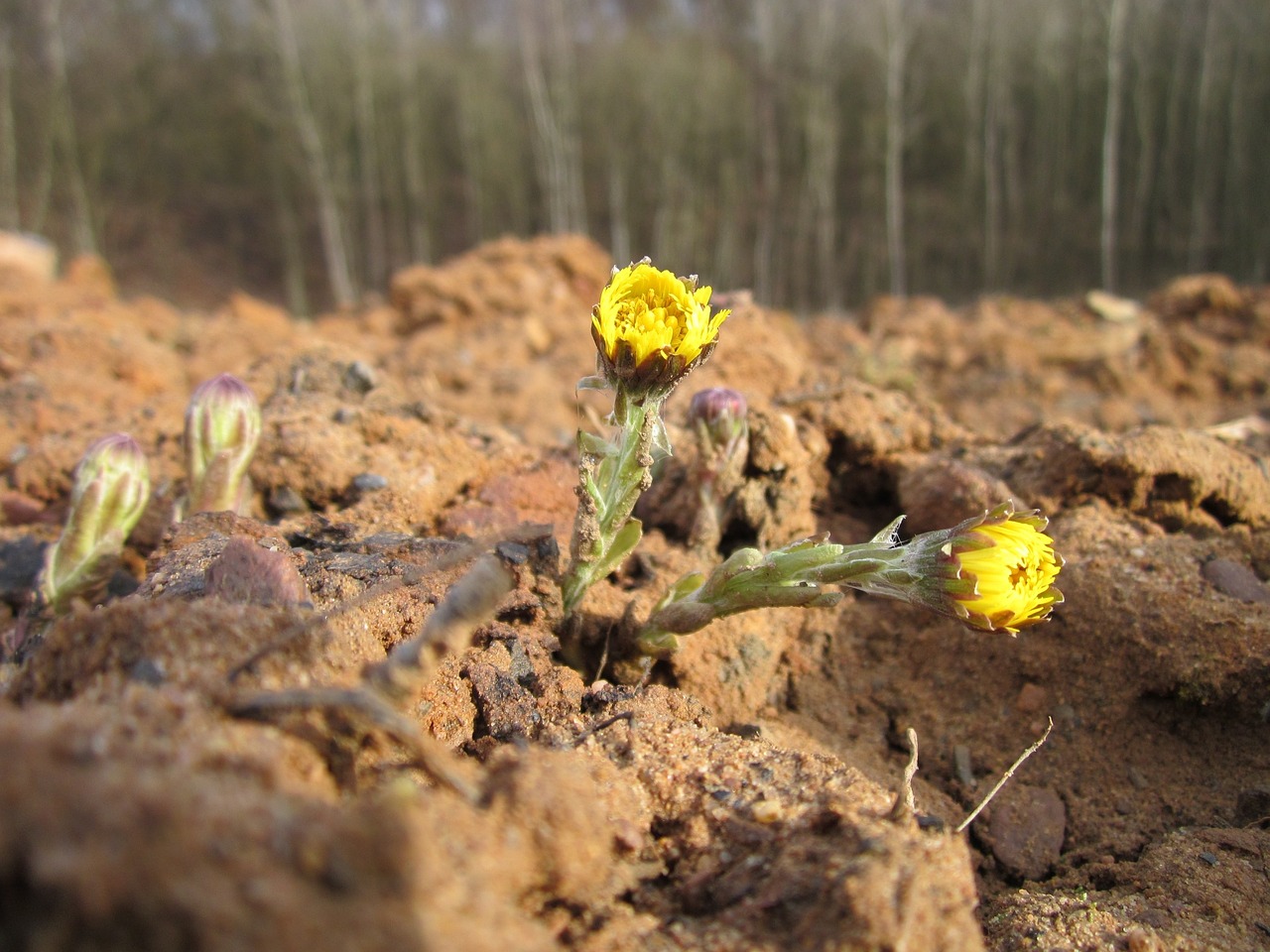 Tussilago,  Asilas,  Augalas,  Gėlė,  Žiedas,  Pavasaris,  Laukiniai,  Flora,  Botanika,  Žolė