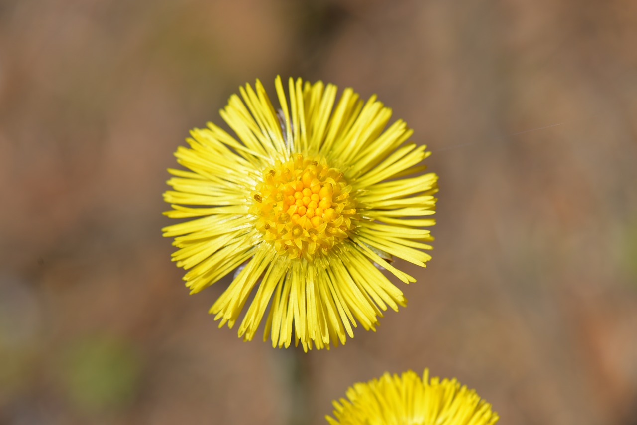 Tussilago Farfara, Geltona, Augalas, Pavasaris, Uždaryti, Aštraus Gėlė, Vaistinis Augalas, Nemokamos Nuotraukos,  Nemokama Licenzija