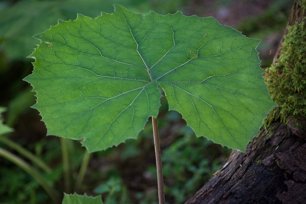 Tussilago Farfara, Lapai, Žalias, Augalas, Miško Augalas, Gamta, Uždaryti, Nemokamos Nuotraukos,  Nemokama Licenzija