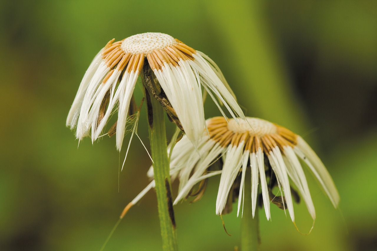 Tussilago Farfara, Išblukęs, Gamta, Sėklos Buvo, Nemokamos Nuotraukos,  Nemokama Licenzija