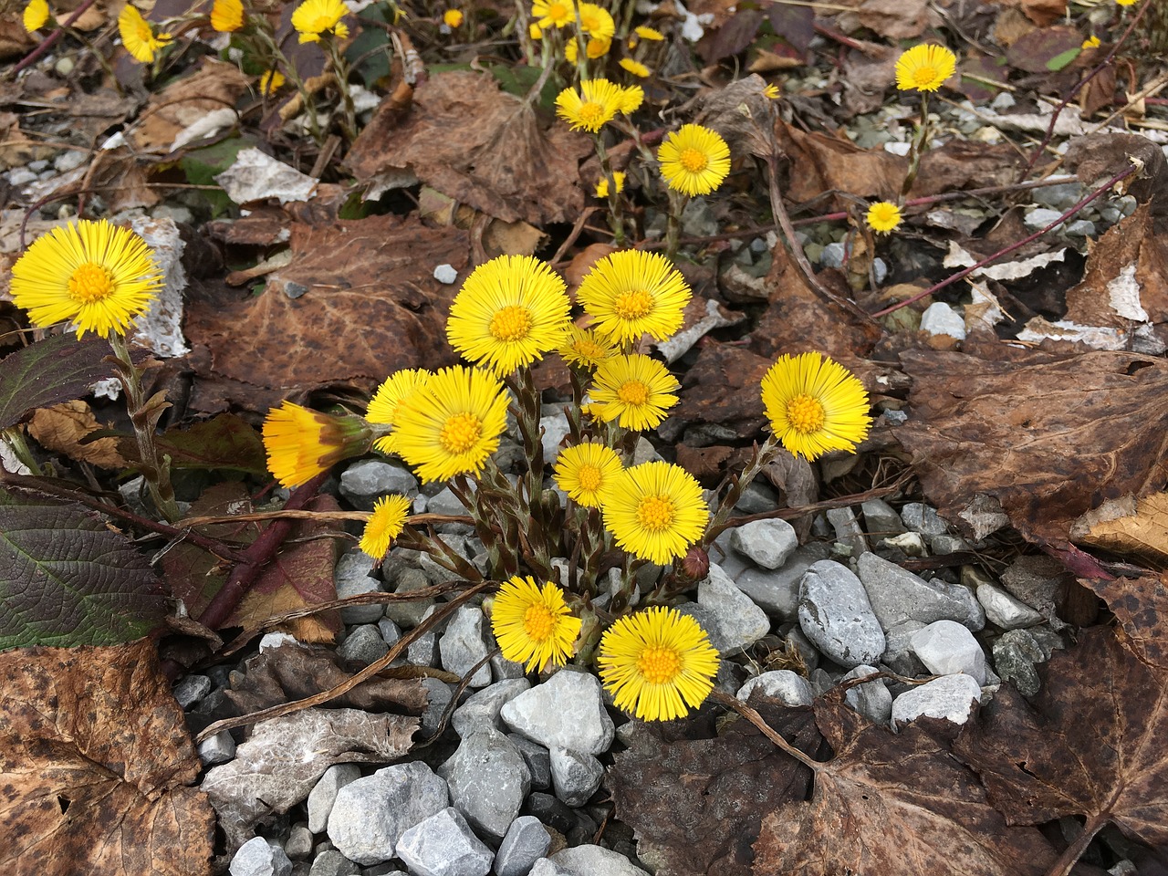 Tussilago Farfara, Pavasaris, Geltona, Gėlė, Uždaryti, Ankstyvas Bloomer, Gamta, Augalas, Geltona Gėlė, Aštraus Gėlė