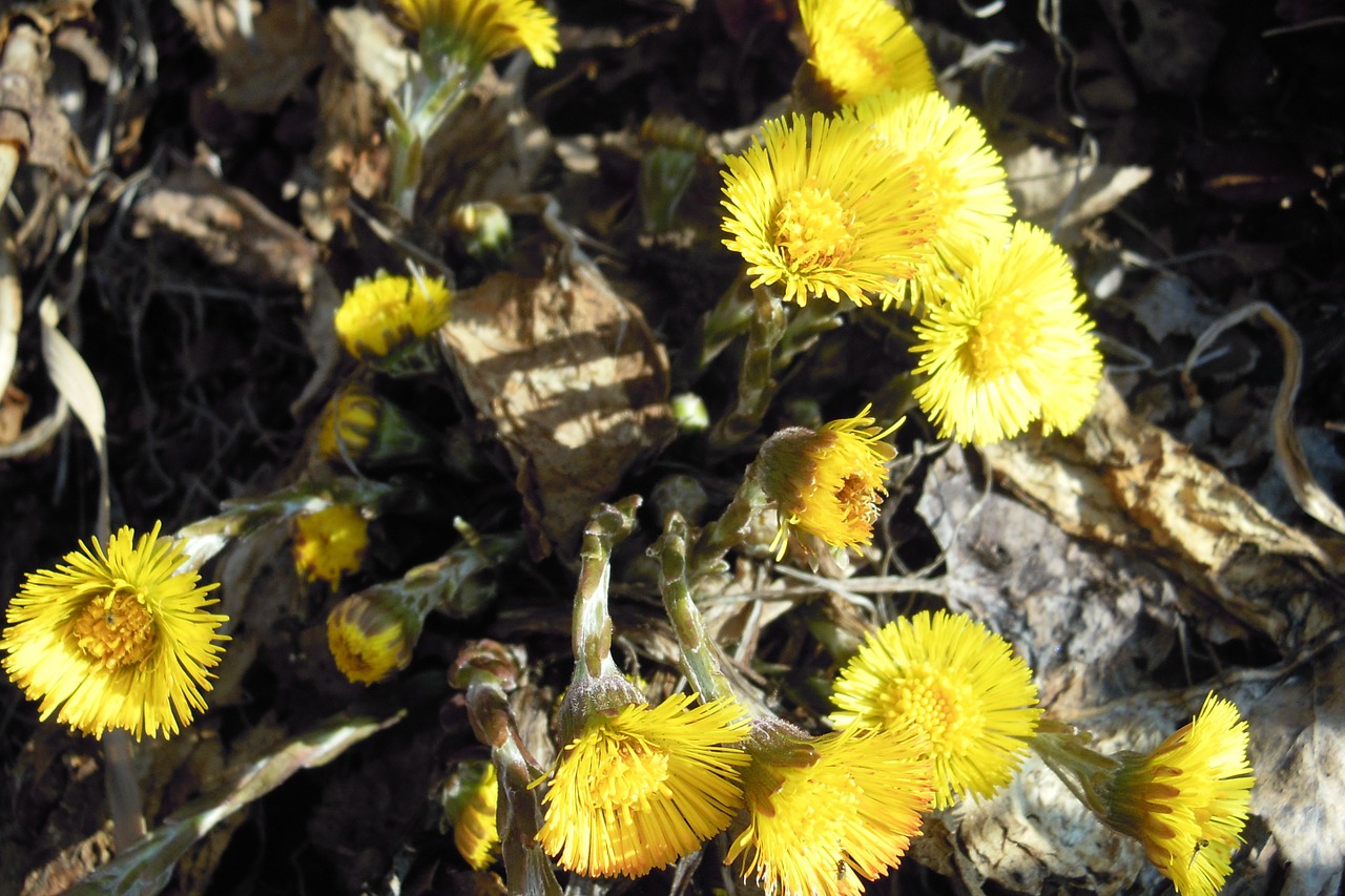 Tussilago Farfara, Uždaryti, Gėlė, Žiedas, Žydėti, Ankstyvas Bloomer, Pavasario Gėlė, Geltona, Nemokamos Nuotraukos,  Nemokama Licenzija