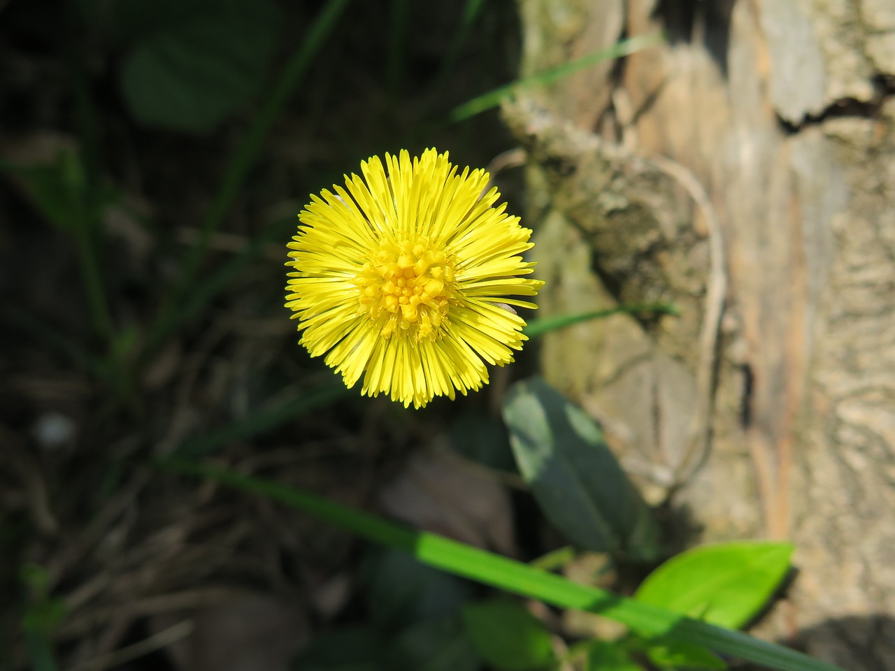 Tussilago Farfara, Žolė, Gamta, Vaistiniai Augalai, Augalai, Nemokamos Nuotraukos,  Nemokama Licenzija