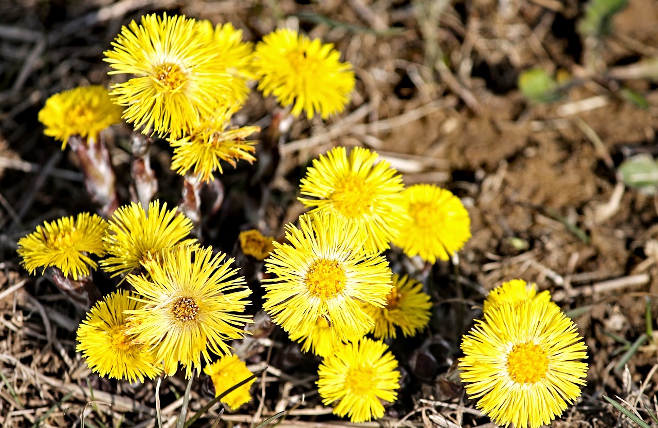 Tussilago Farfara,  Vaistinis Augalas,  Tussilago,  Žiedas,  Žydėti,  Geltona,  Kompozitai,  Gėlė,  Asteraceae,  Pavasario Gėlė