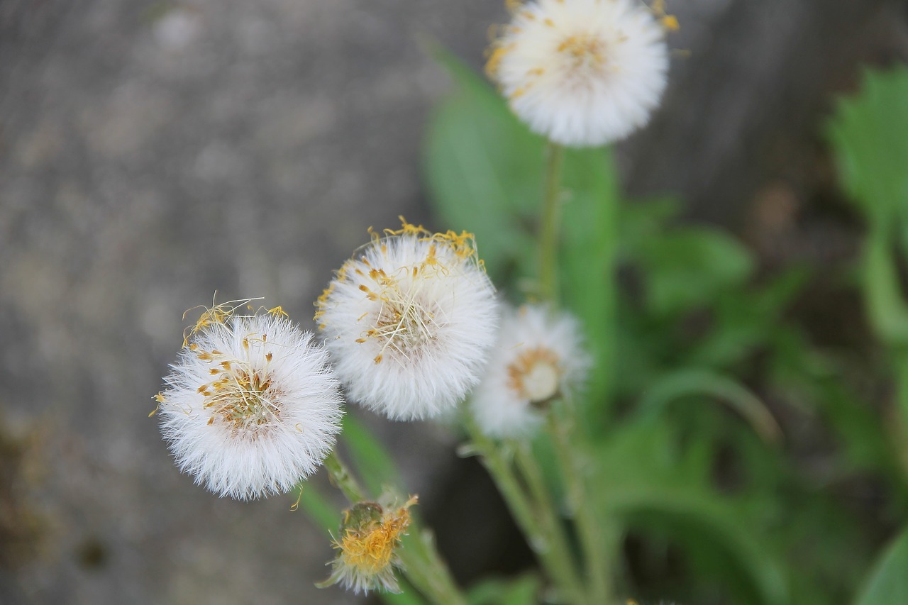 Tussilago Farfara,  Vaistinių Augalų,  Tussilago,  Prarastas,  Geltona,  Kompozitai,  Gėlė,  Asteraceae,  Pavasario Gėlė,  Kosulys Vaistų