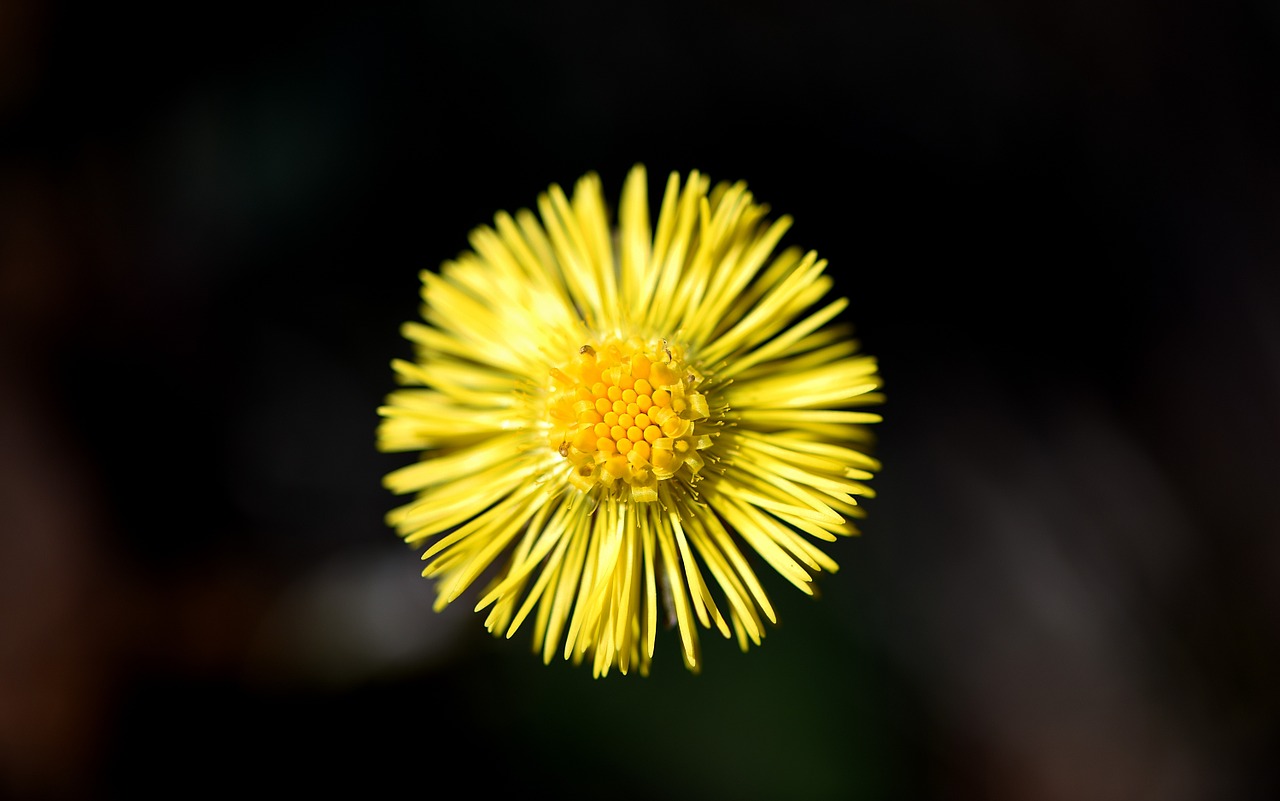 Tussilago Farfara, Gėlė, Augalas, Miško Gėlė, Ankstyvas Bloomer, Pavasaris, Geltona, Geltona Gėlė, Uždaryti, Nemokamos Nuotraukos