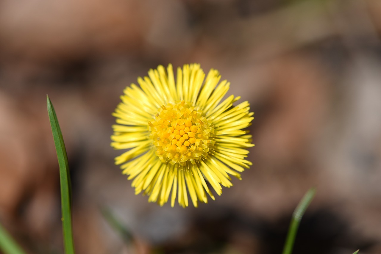 Tussilago Farfara, Gėlė, Augalas, Miško Gėlė, Ankstyvas Bloomer, Pavasaris, Geltona, Geltona Gėlė, Uždaryti, Nemokamos Nuotraukos