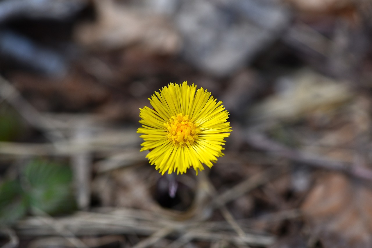 Tussilago Farfara,  Gėlė,  Augalas,  Ankstyvas Bloomer,  Miško Gėlė,  Aštraus Gėlė,  Geltona Gėlė,  Geltona,  Pavasaris, Nemokamos Nuotraukos