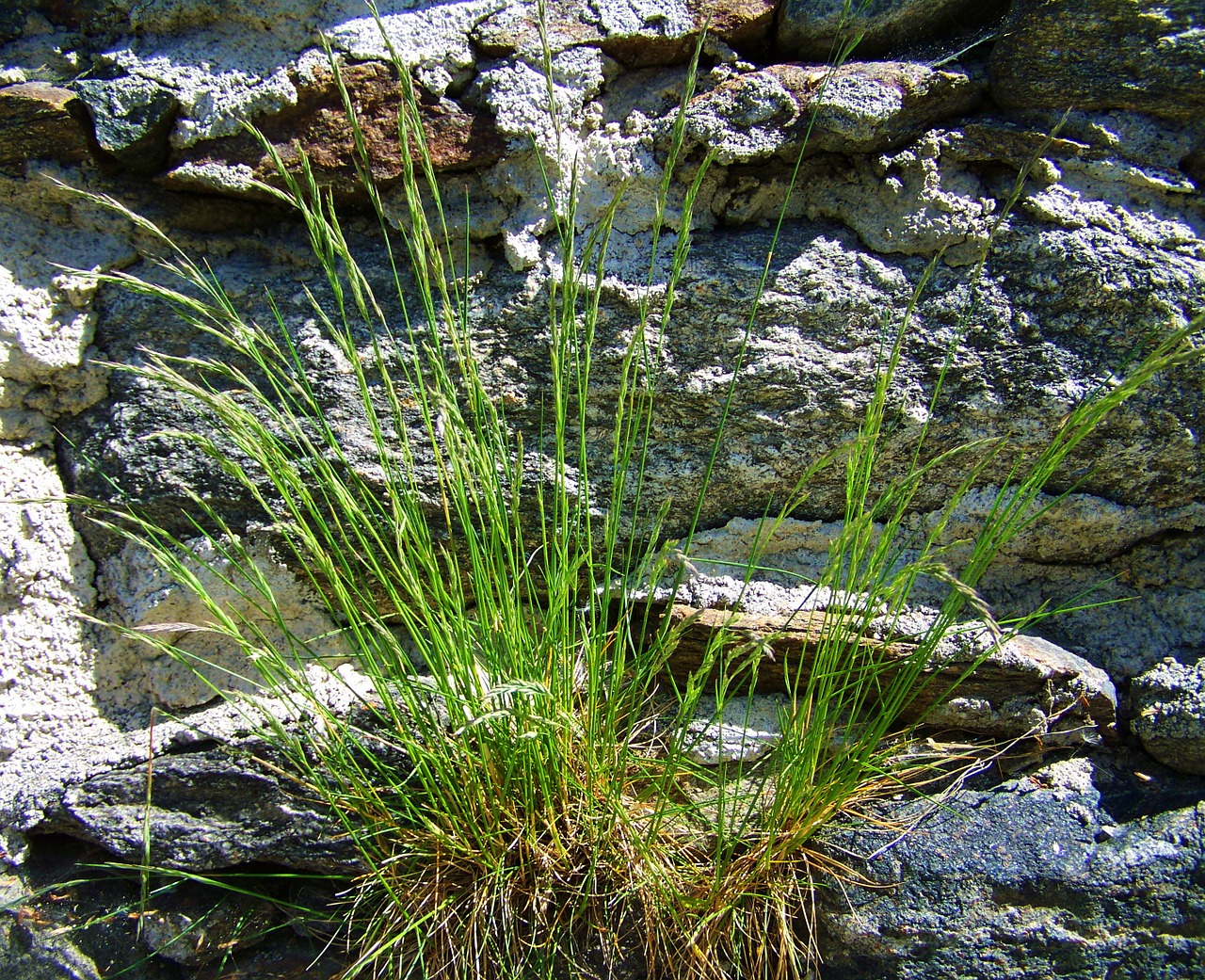 Tussock, Akmenys, Gamta, Nemokamos Nuotraukos,  Nemokama Licenzija