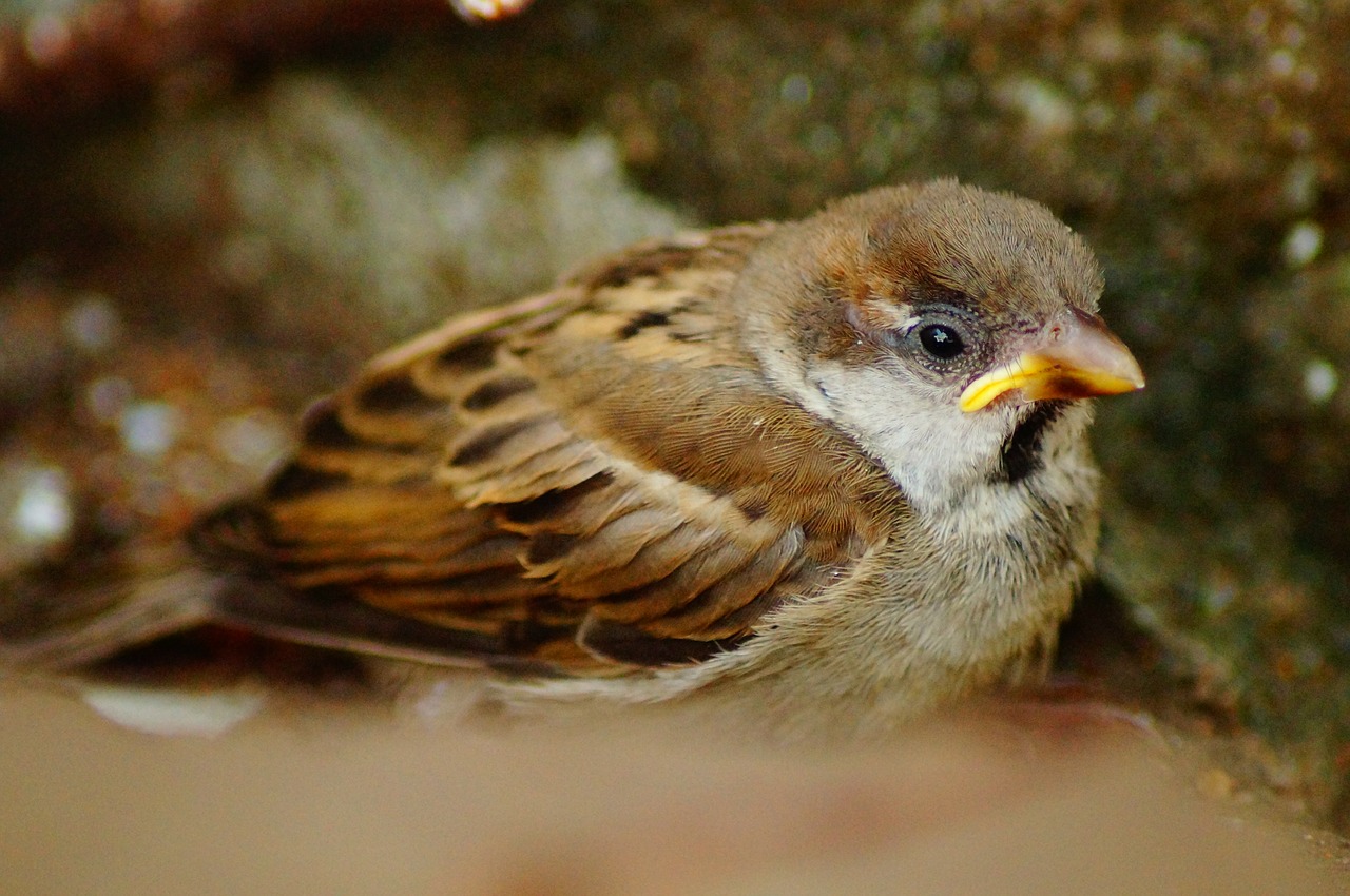 Tweeter, Paukštis, Laukinė Gamta, Laukiniai, Plunksnos, Plunksna, Portretas, Paukščiai, Makro, Gamta