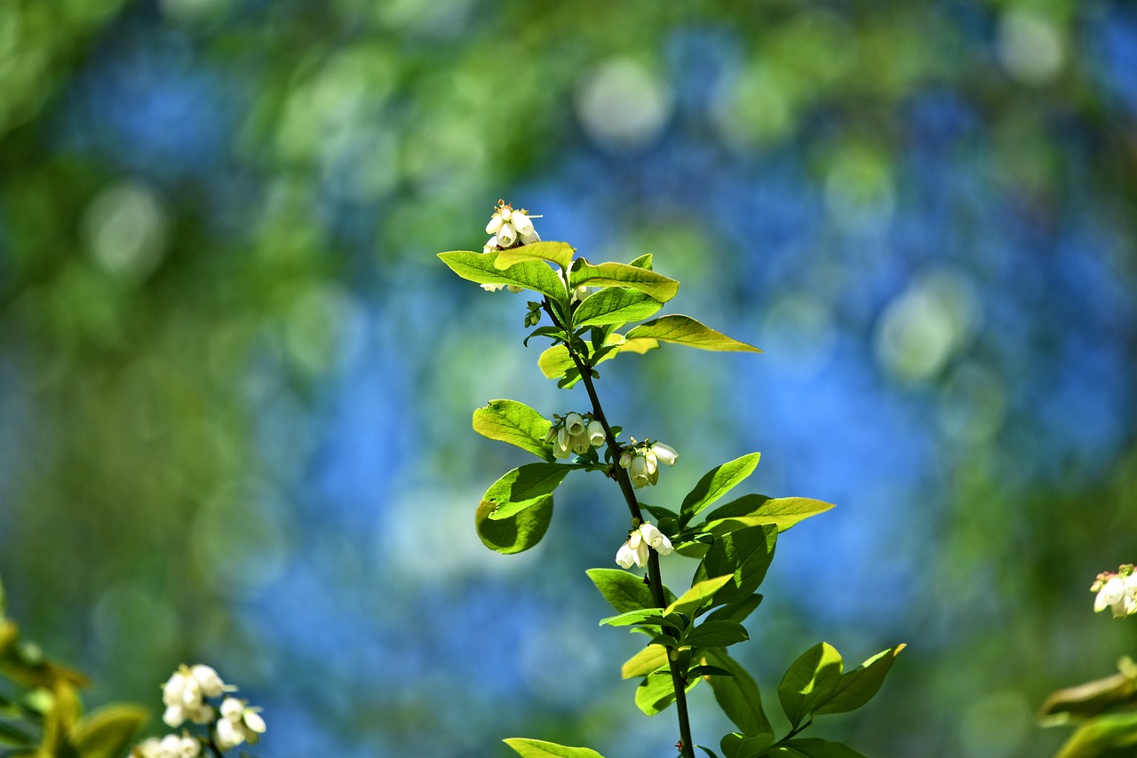 Šakelė,  Krūmas,  Gėlė,  Žydi,  Pavasarį Lapai,  Bokeh, Nemokamos Nuotraukos,  Nemokama Licenzija