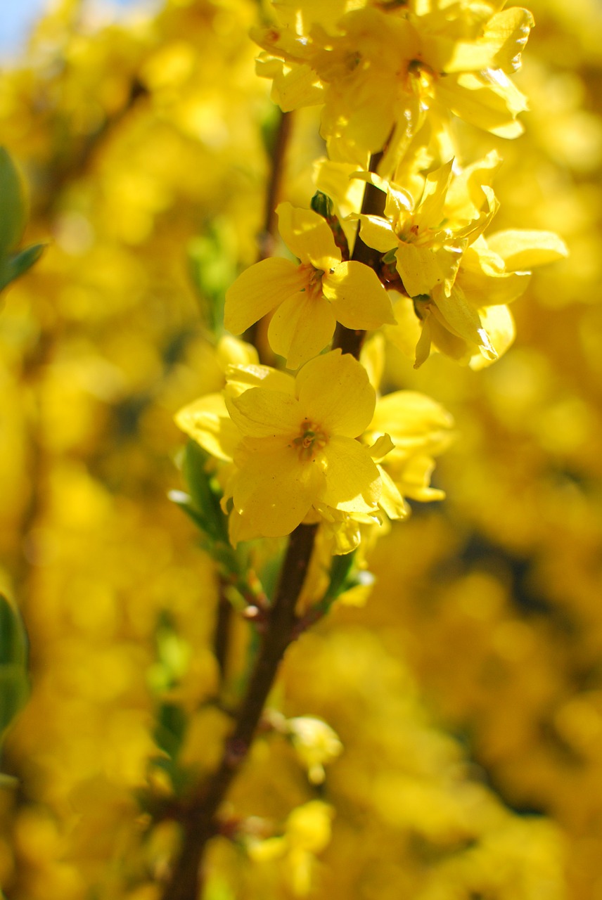 Šakelė,  Laburnum,  Pavasaris,  Geltona,  Gamta,  Gėlė, Nemokamos Nuotraukos,  Nemokama Licenzija