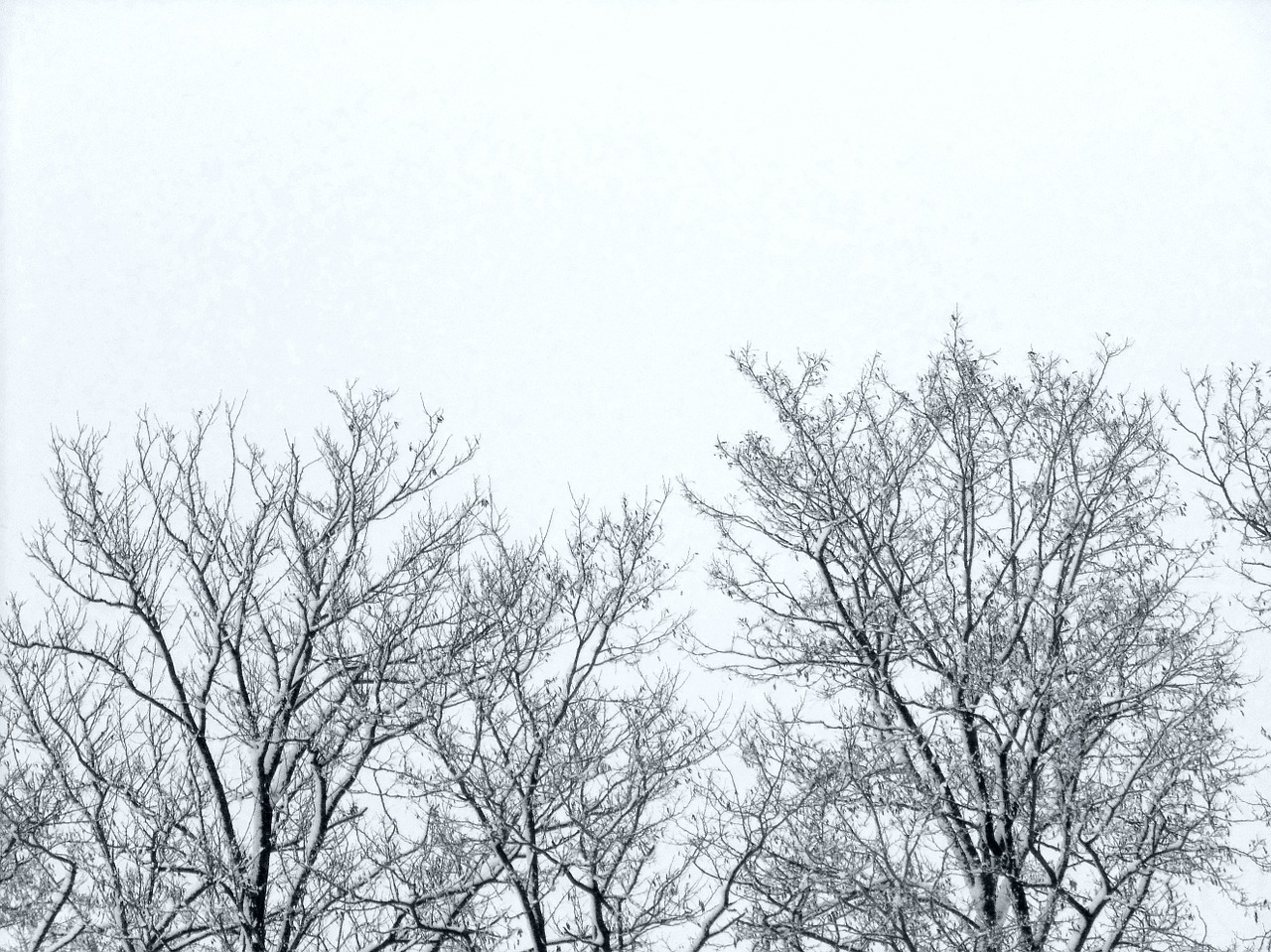 Šakelės, Medžiai, Žiema, Dangus, Nemokamos Nuotraukos,  Nemokama Licenzija