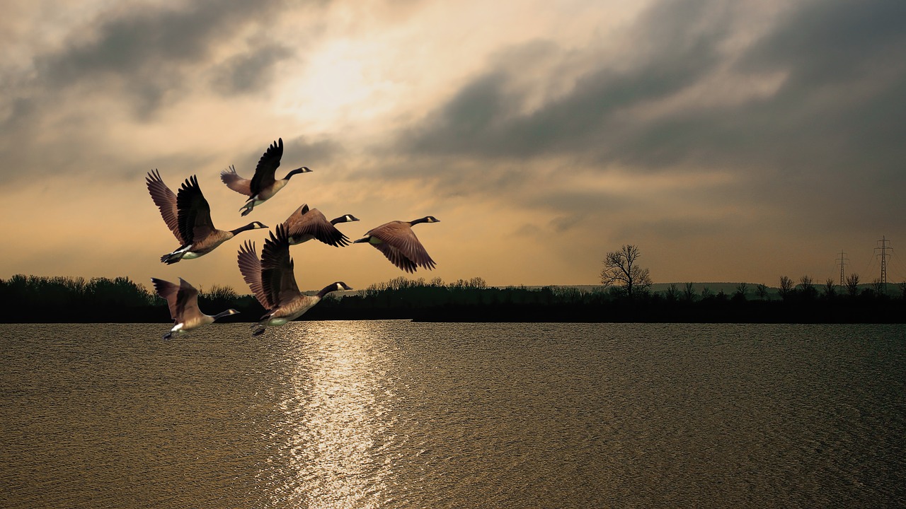 Twilight, Saulėtekis, Ežeras, Vandenys, Žąsys, Paukščiai, Skristi, Vandens Paukštis, Gamta, Dangus