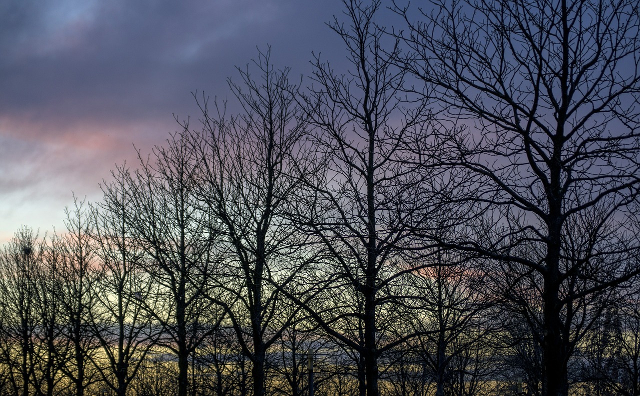 Twilight, Medžiai, Vakaras, Panorama, Dangus, Saulėlydis, Abendstimmung, Poilsis, Gamta, Nemokamos Nuotraukos