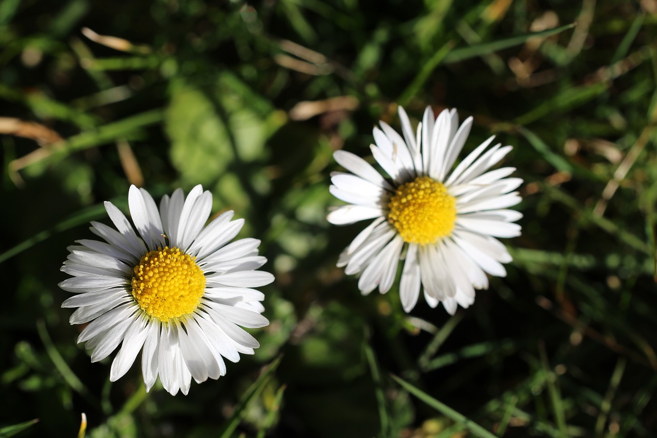 Du, Spinduliai, Šviesus, Žydėti, Žiedas, Žydėti, Mažas, Mažas, Daisy, Geltona