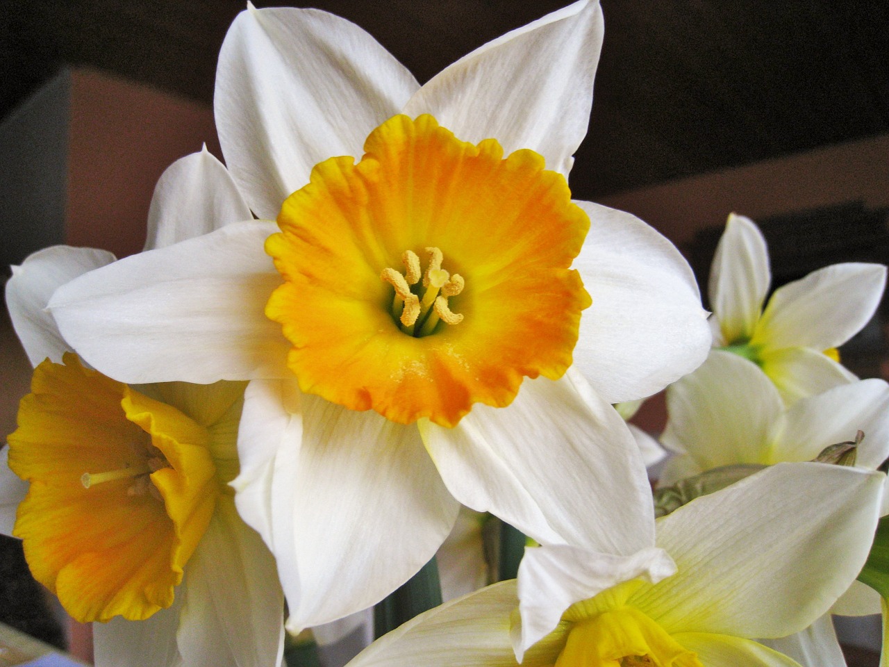 Dviejų Spalvų Narcizai, Velykos, Pavasaris, Gėlės, Puokštė, Geltona, Narcizai, Antspaudas, Žiedadulkės, Žydėjo