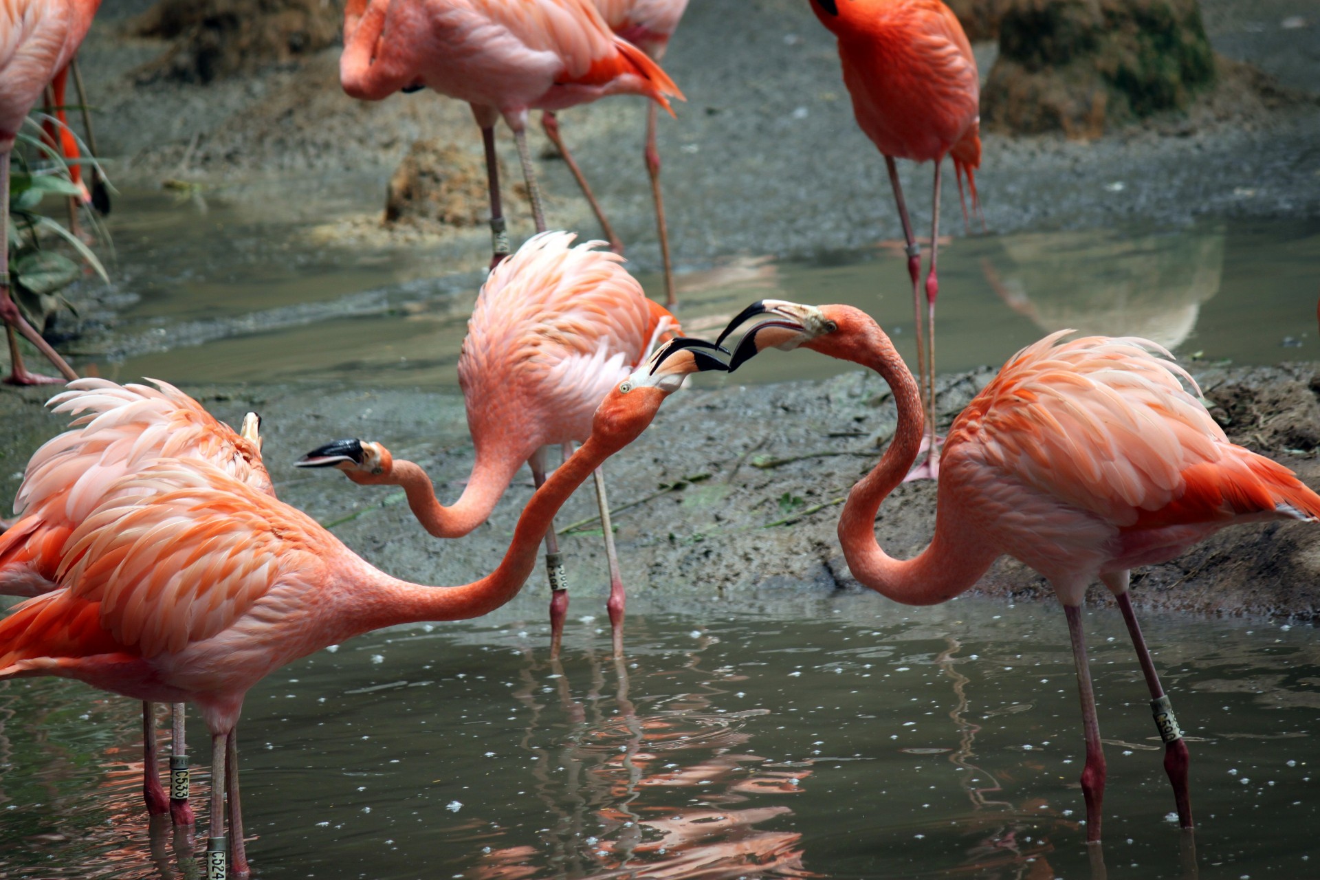 Du,  Flamingo,  Kovos,  Maistas,  Du Flamingas Kovoja Už Maistą, Nemokamos Nuotraukos,  Nemokama Licenzija