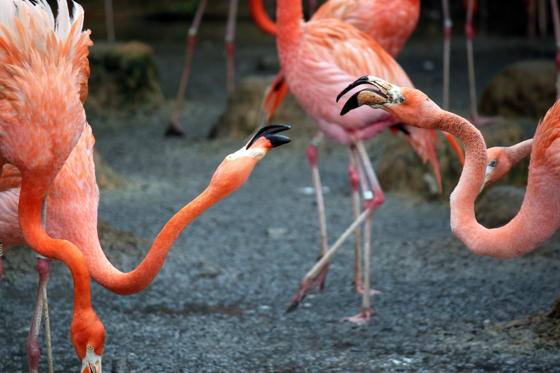 Du,  Flamingo,  Kovos,  Snapas,  Du Flamingo Kovos Su Snapu, Nemokamos Nuotraukos,  Nemokama Licenzija