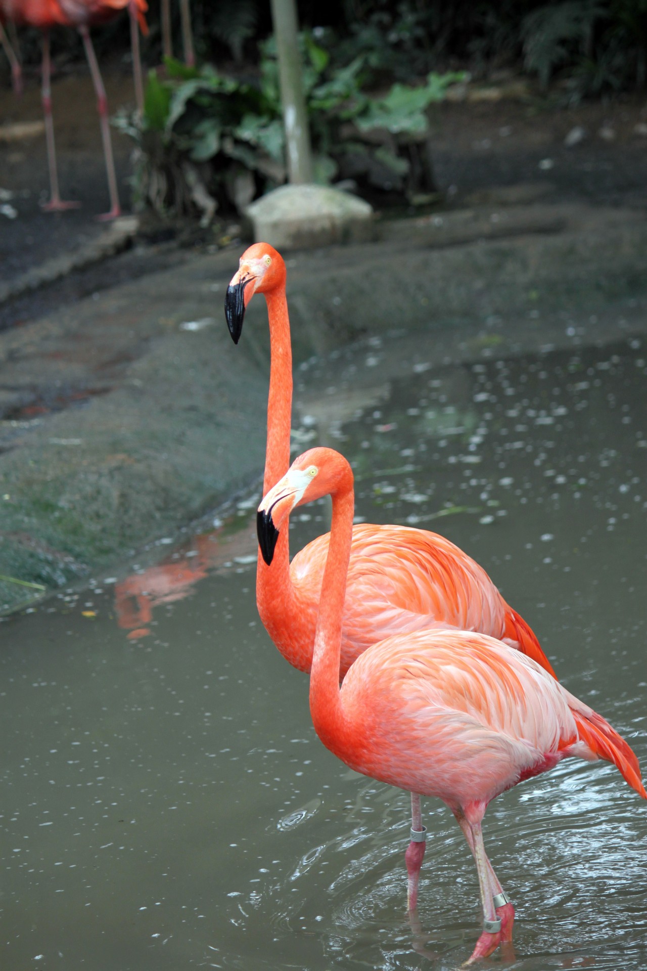 Du Flamingo & Nbsp,  Pėsčiomis & Nbsp,  Kartu,  Singapūras & Nbsp,  Jurong & Nbsp,  Paukštis & Nbsp,  Parkas,  Du Flamingas Eina Kartu, Nemokamos Nuotraukos,  Nemokama Licenzija