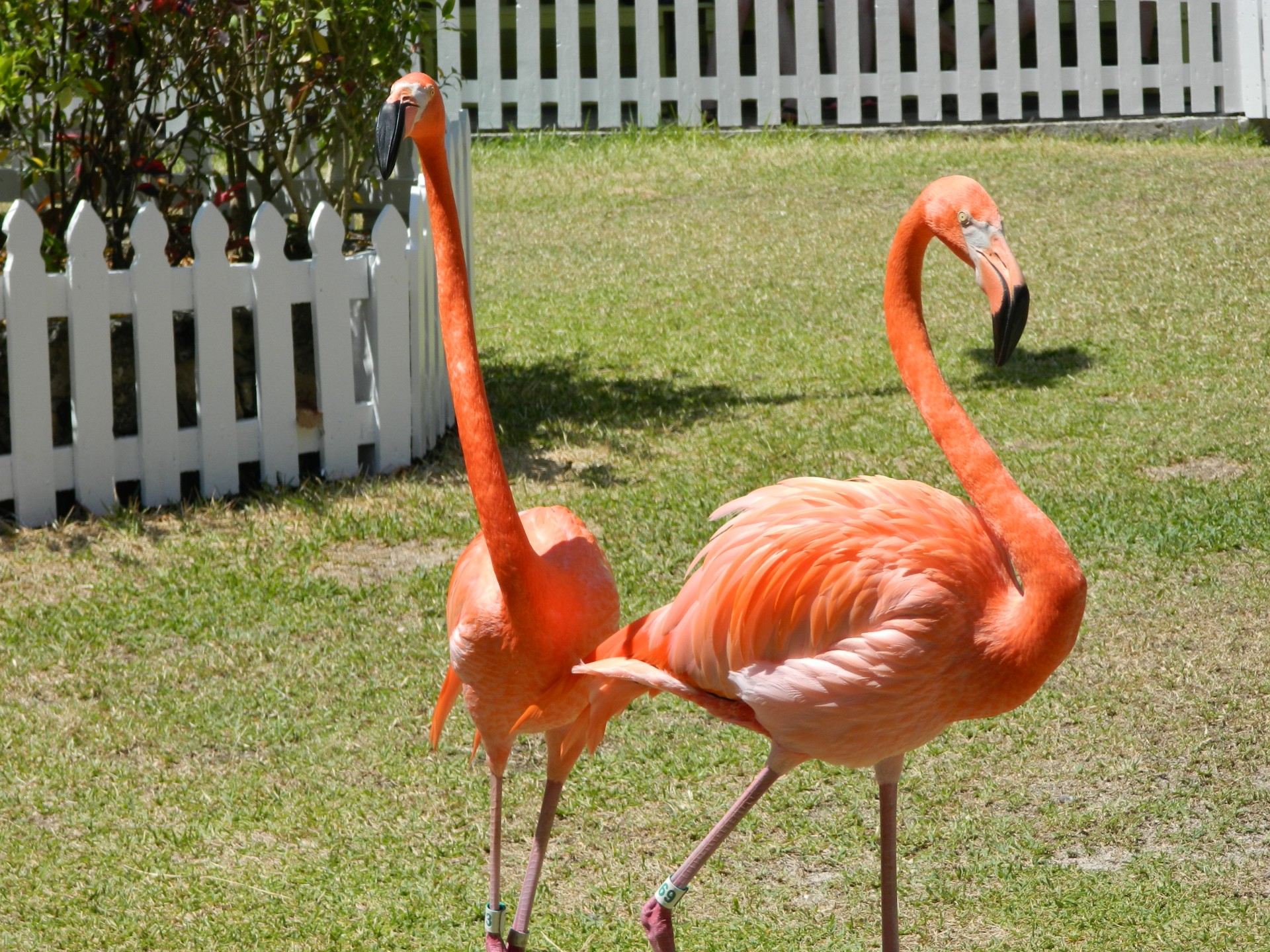 Du,  Flamingo,  Paukštis,  Gyvūnas,  Rožinis,  Zoologijos Sodas,  Bahama,  Du Flamingas, Nemokamos Nuotraukos,  Nemokama Licenzija