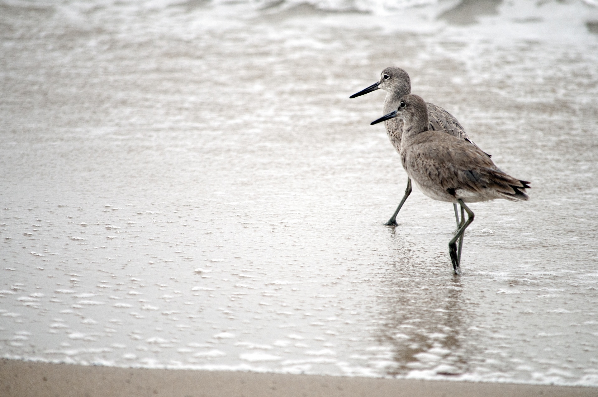 Paukštis,  Paukščiai,  Jūrų & Nbsp,  Paukštis,  Jūrų Ir Nbsp,  Paukščiai,  Godwits,  Godwit,  Pora,  Du