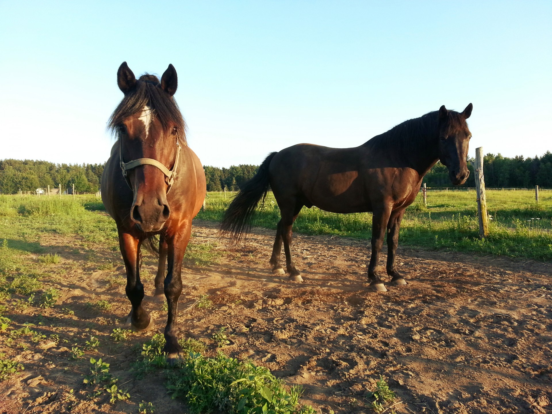 Arklys,  Arkliai,  Arklys,  Jodinėjimas,  Gyvūnas,  Lauke,  Gaubtas,  Equine,  Du Arkliai, Nemokamos Nuotraukos