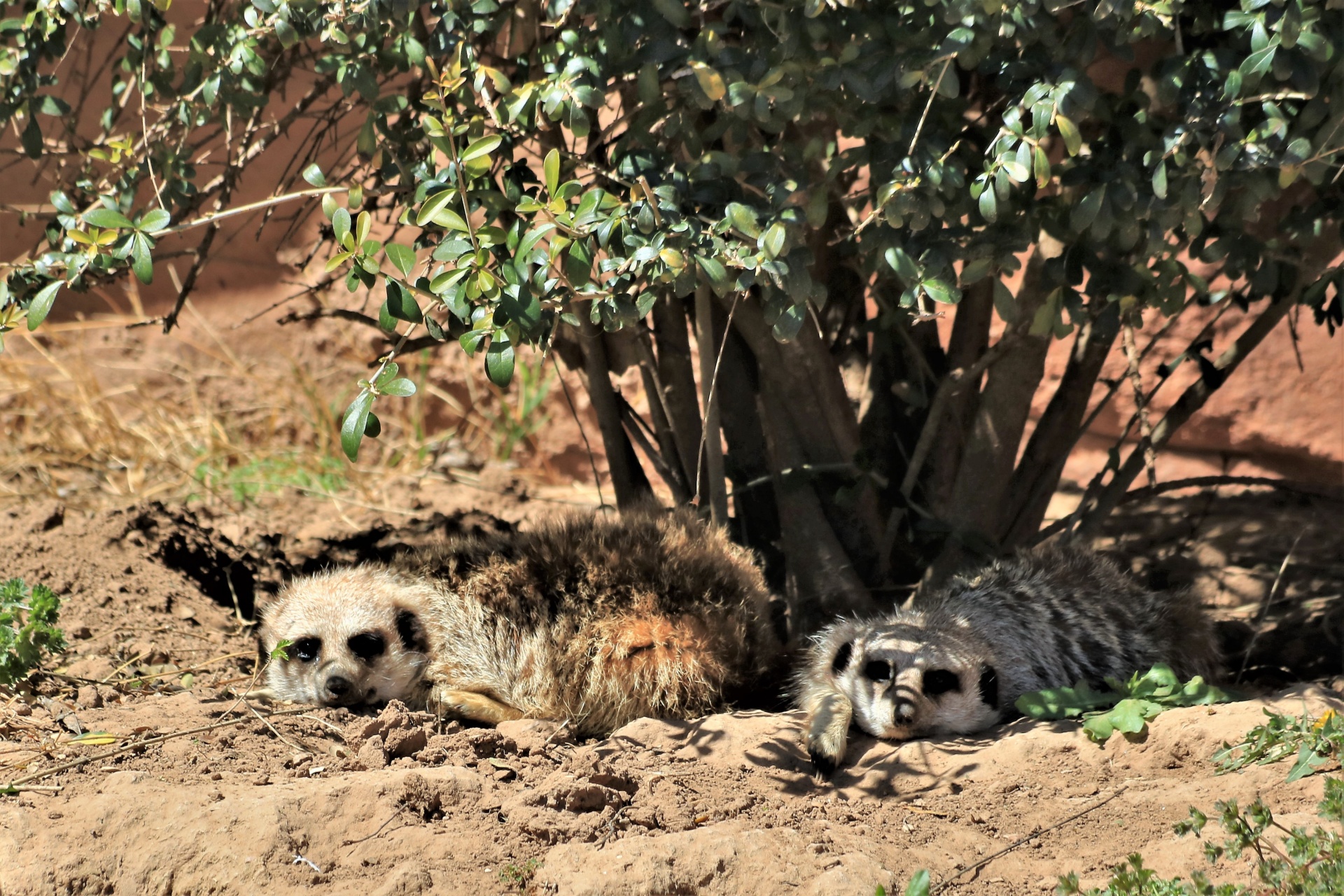 Gamta,  Laukinė Gamta,  Gyvūnai,  Meerkat,  Du & Nbsp,  Meerkat,  Melas,  Napping,  Poilsio,  Atspalvis