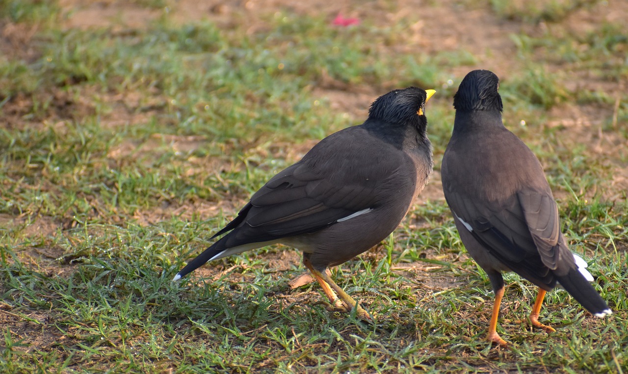 Du Mynas, Mina, Acridotheres Tristis, Du Paukščiai, Pora, Duos, Šukuoti Plaukai, Nemokamos Nuotraukos,  Nemokama Licenzija