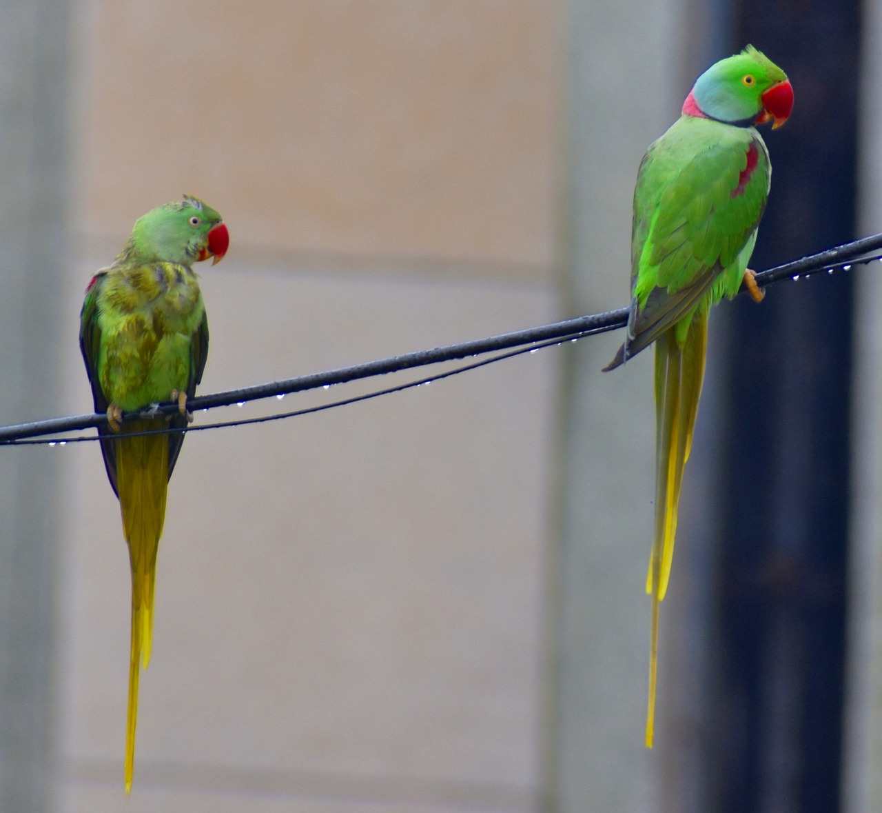 Du Papūgos, Parakeets, Duslintis, Nemokamos Nuotraukos,  Nemokama Licenzija