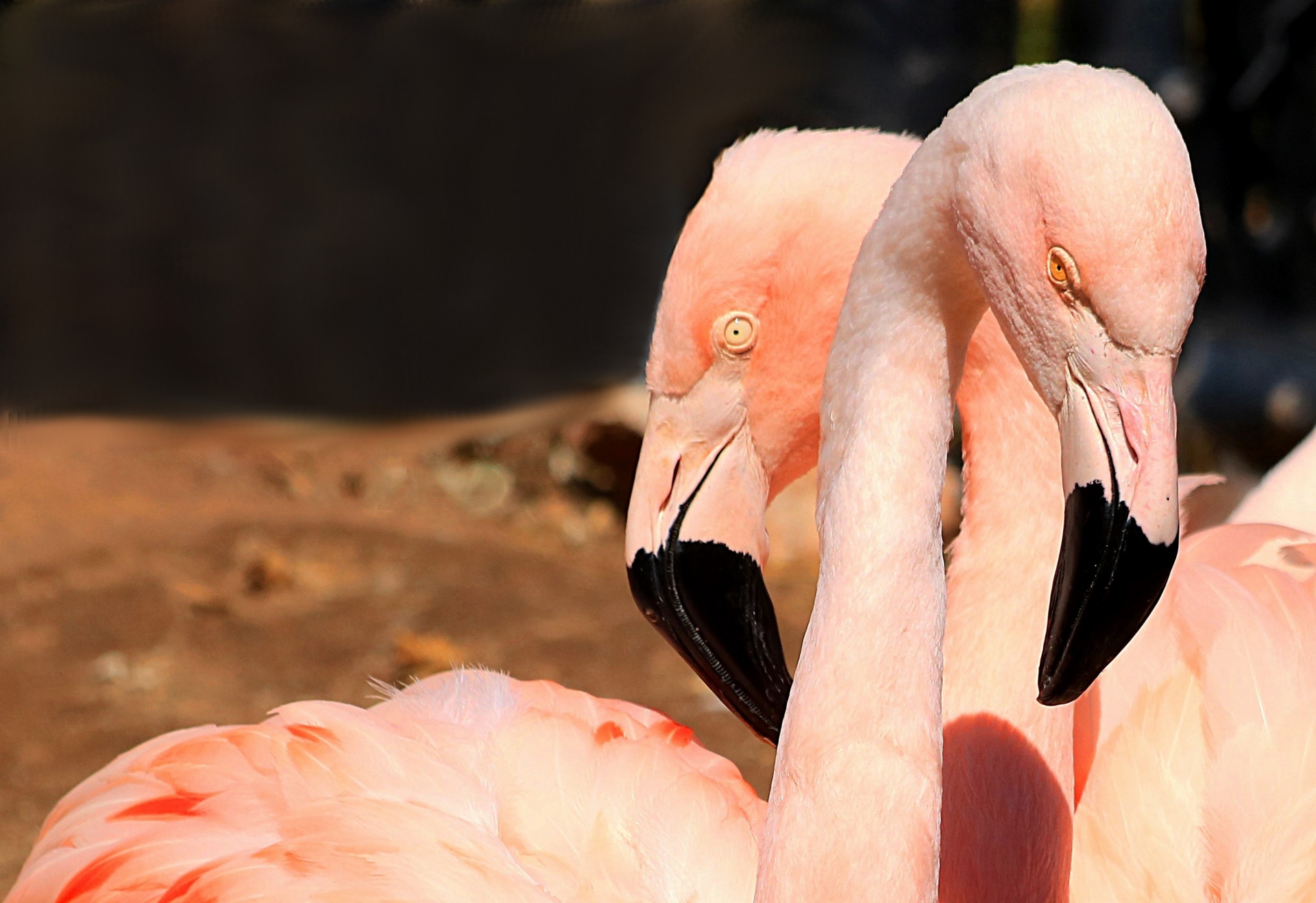 Gamta,  Laukinė Gamta,  Gyvūnai,  Paukščiai,  Rožiniai & Nbsp,  Paukščiai,  Flamingo,  Rožinė & Nbsp,  Flamingas,  Du Flamingos