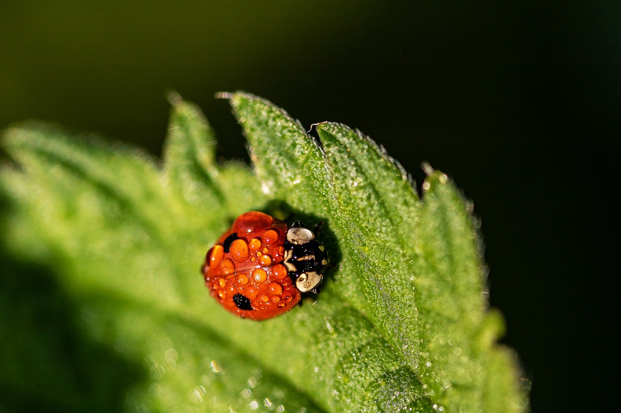 Du-Taškas-Biedronka,  Dviejų Punktas,  Adalię Bipunctata,  Boružė,  Gyvūnas,  Pobūdį,  Coccinellidae,  Šlapias,  Lašelinė,  Rasos Lašas