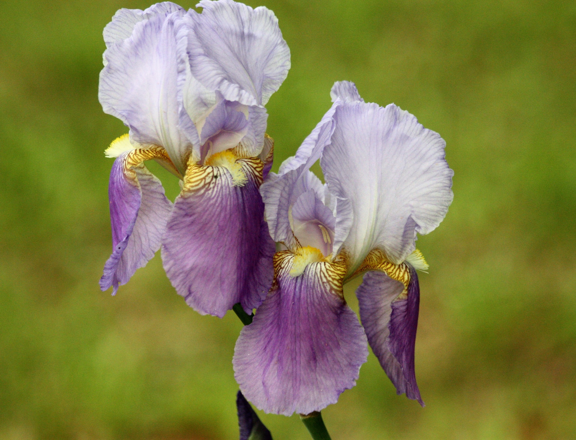 Gamta,  Gėlės,  Iris,  Barzdotasis & Nbsp,  Iris,  Violetinė & Nbsp,  Iris,  Violetinė & Nbsp,  Bearduota & Nbsp,  Iris