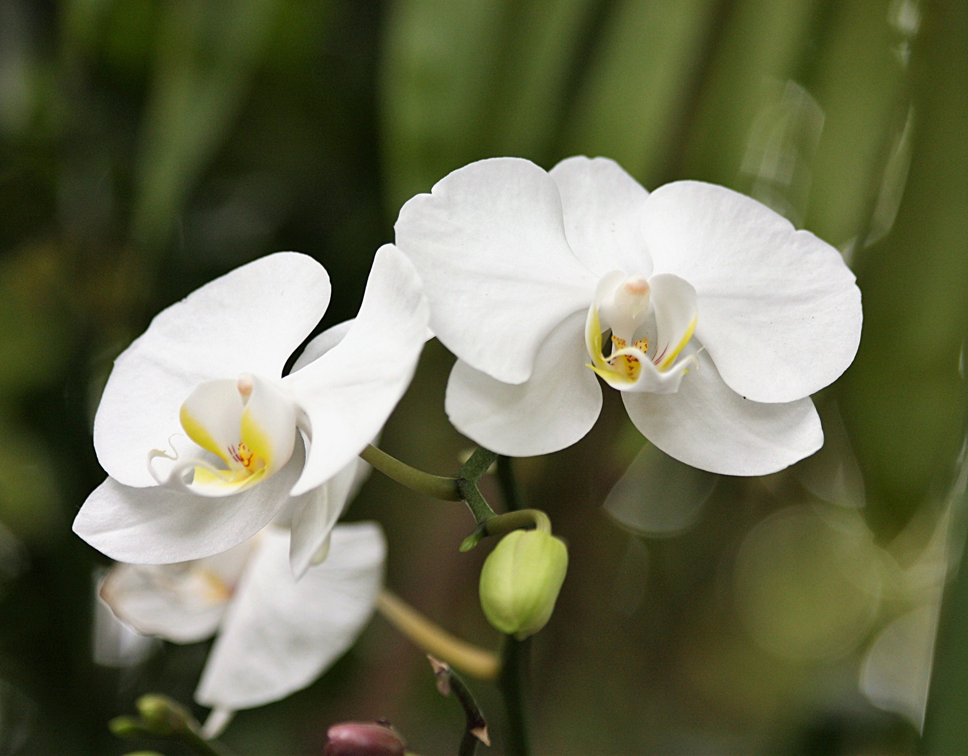 Gamta,  Augalai,  Gėlės,  Balta & Nbsp,  Gėlės,  Orchidėjos,  Balta & Nbsp,  Orchidėjos,  Du,  Pora