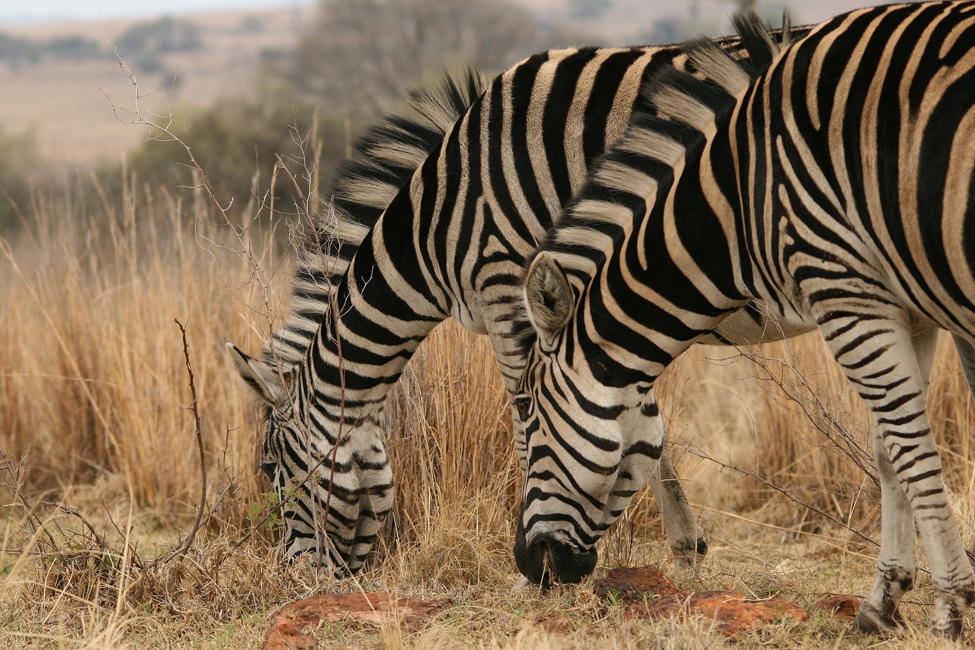 Veld,  Gamta,  Žolė,  Žaidimas,  Zebra,  Du Zebrai Kartu, Nemokamos Nuotraukos,  Nemokama Licenzija