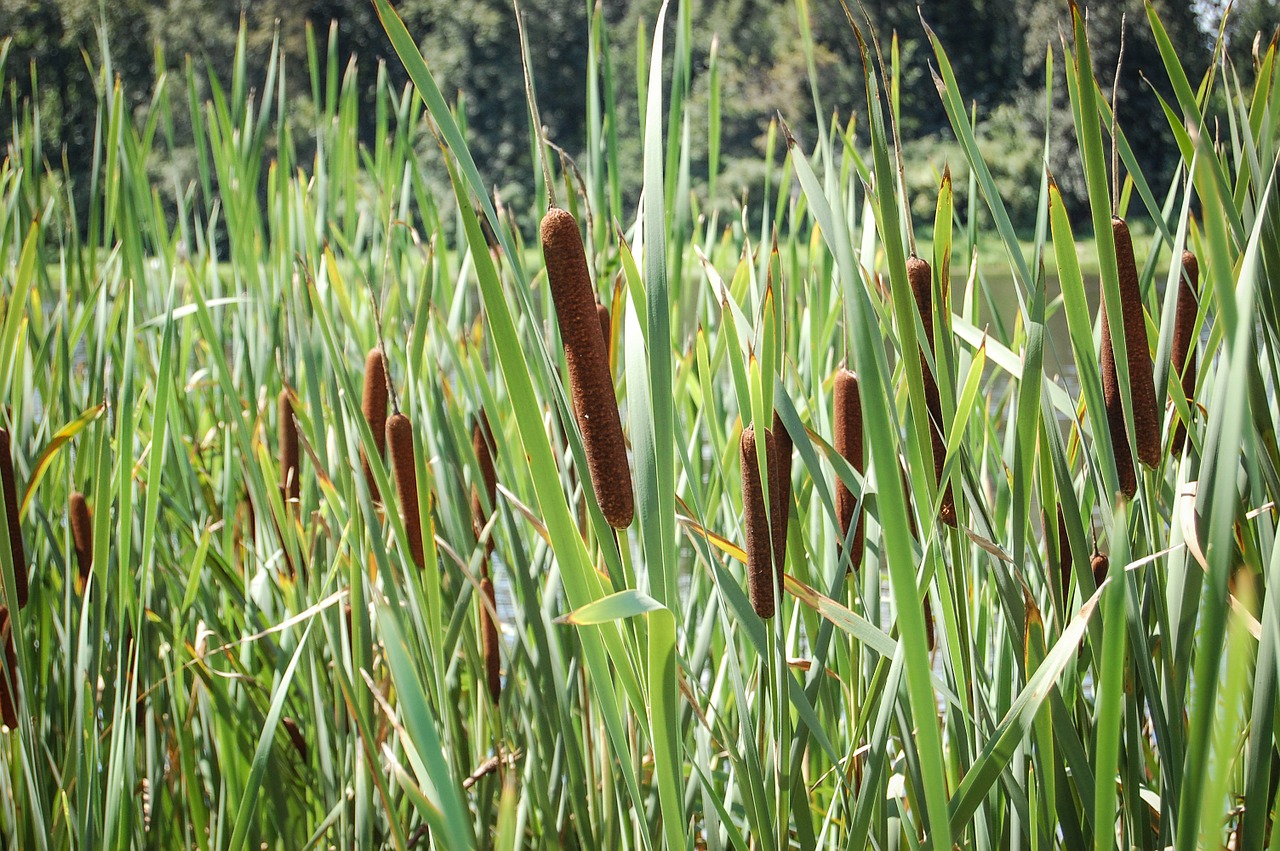 Typha, Gėlė, Ežeras, Augalai, Pieva, Gamta, Gėlės, Augalas, Nemokamos Nuotraukos,  Nemokama Licenzija