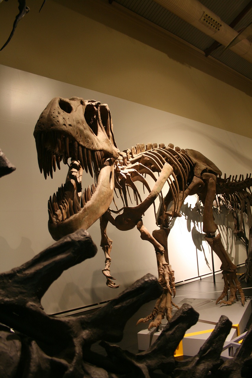 Tyrannosaurus, Skeletas, Priešistorinis, Istorija, Gyvūnas, Dinozauras, Senas, Išnykęs, Jurassic, Istorinis