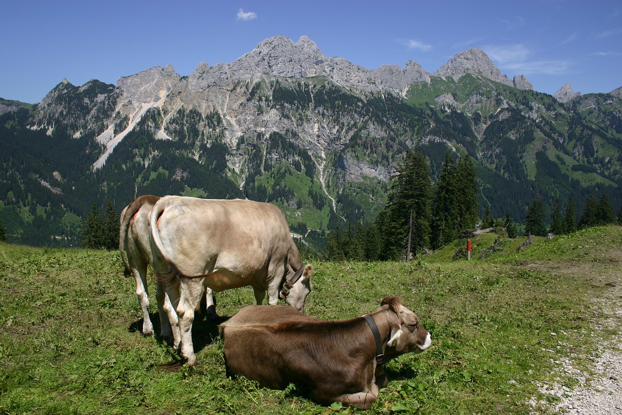 Tyrol, Gräner Annoy Alpe, Karvės, Gimpelis, Raudona Flüh, Nemokamos Nuotraukos,  Nemokama Licenzija
