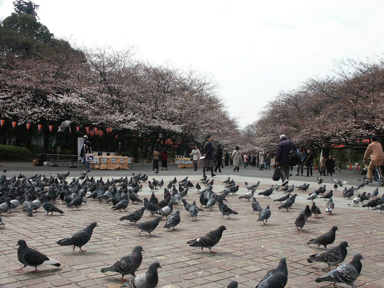 Ueno Parkas, Ankstus Rytas, Parkas, Balandis, Valgymas, Mediena, Žmonės, Turistinis, Nemokamos Nuotraukos,  Nemokama Licenzija