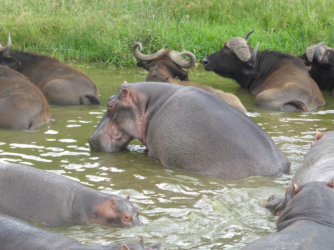 Uganda, Pelėnas, Hippo, Pod, Afrika, Laukiniai, Vanduo, Didelis, Pavojingas, Laukinė Gamta