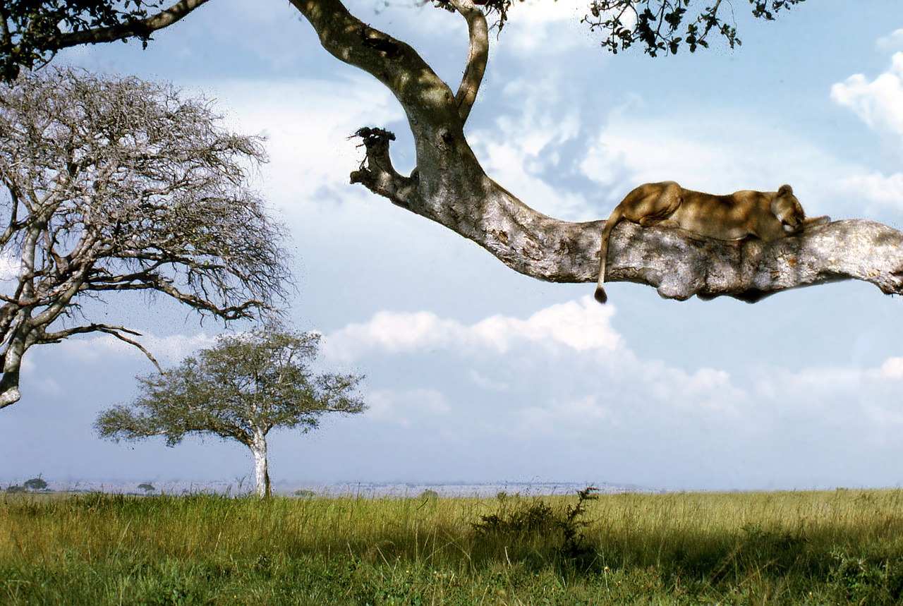 Uganda, Ishasha, Liūtas, Medis, Nacionalinis Parkas, Afrika, Karalienė, Elizabetas, Laukinė Gamta, Gyvūnas